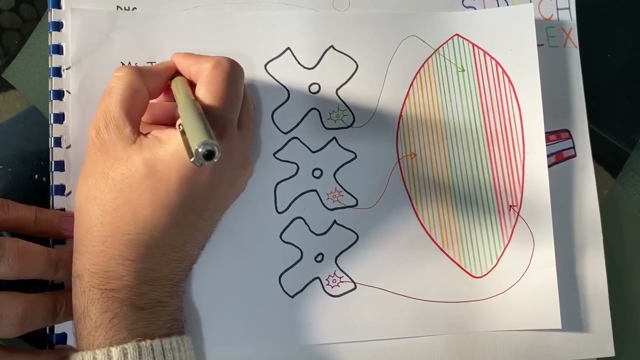 stretch reflex