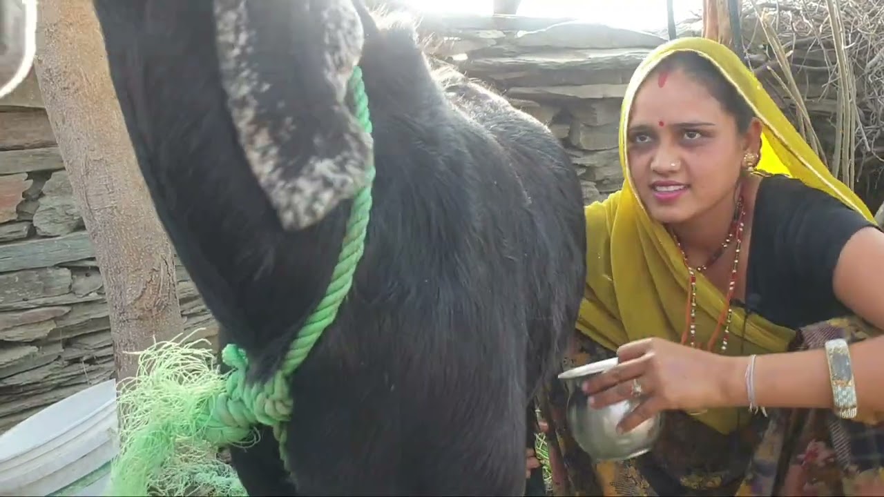 दुध निकाल te समय मुझे बकरी ने किया बहुत परेसान |4k video | HD video @VillageLifeCooking