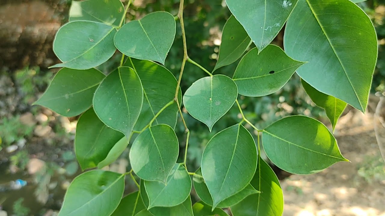 शीशम का वृक्ष - Shisham Tree || Dalbergia sissoo || शीशम का पेड़