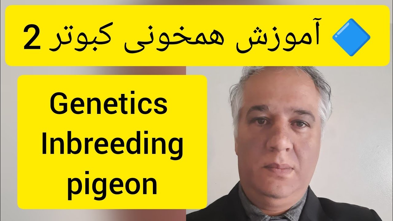 ❤️🔷  همخونی در کبوتران خانگی  (شماره 2 از 11 ) توسط آقای دکتر عباس اسدزاده   Inbreeding pigeons