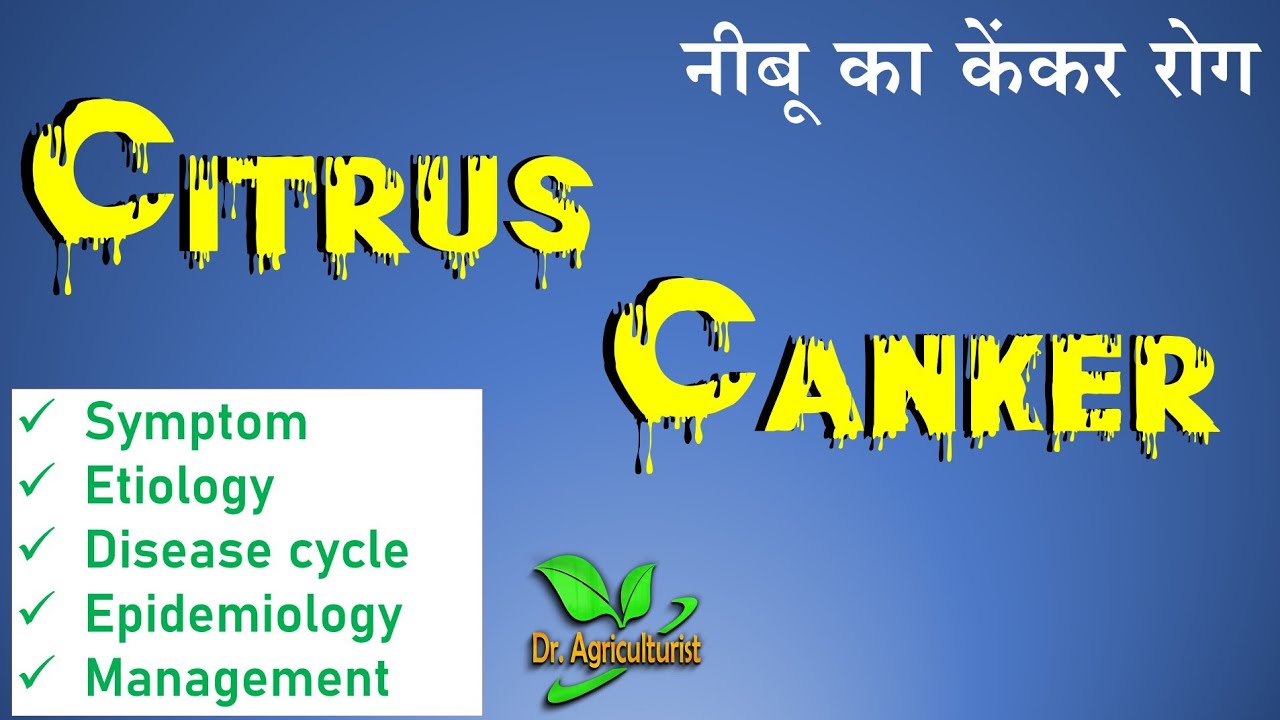 Diseases of citrus | Management of citrus canker | नीबू के केंकर रोग @doctor.agriculture