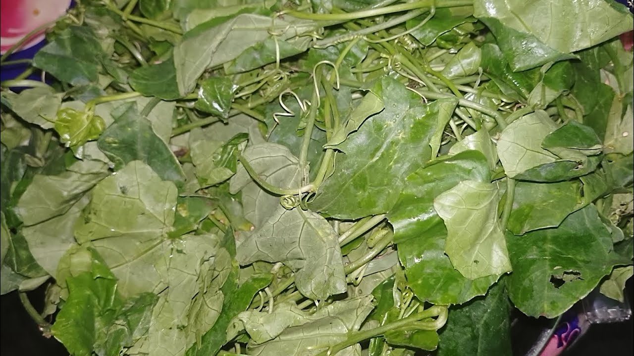 ৯৯% মানুষের ধারণার বাইরে কেলাকোস  পাতা দিয়ে এত সুন্দর একটা রেসিপি বানানো যায়