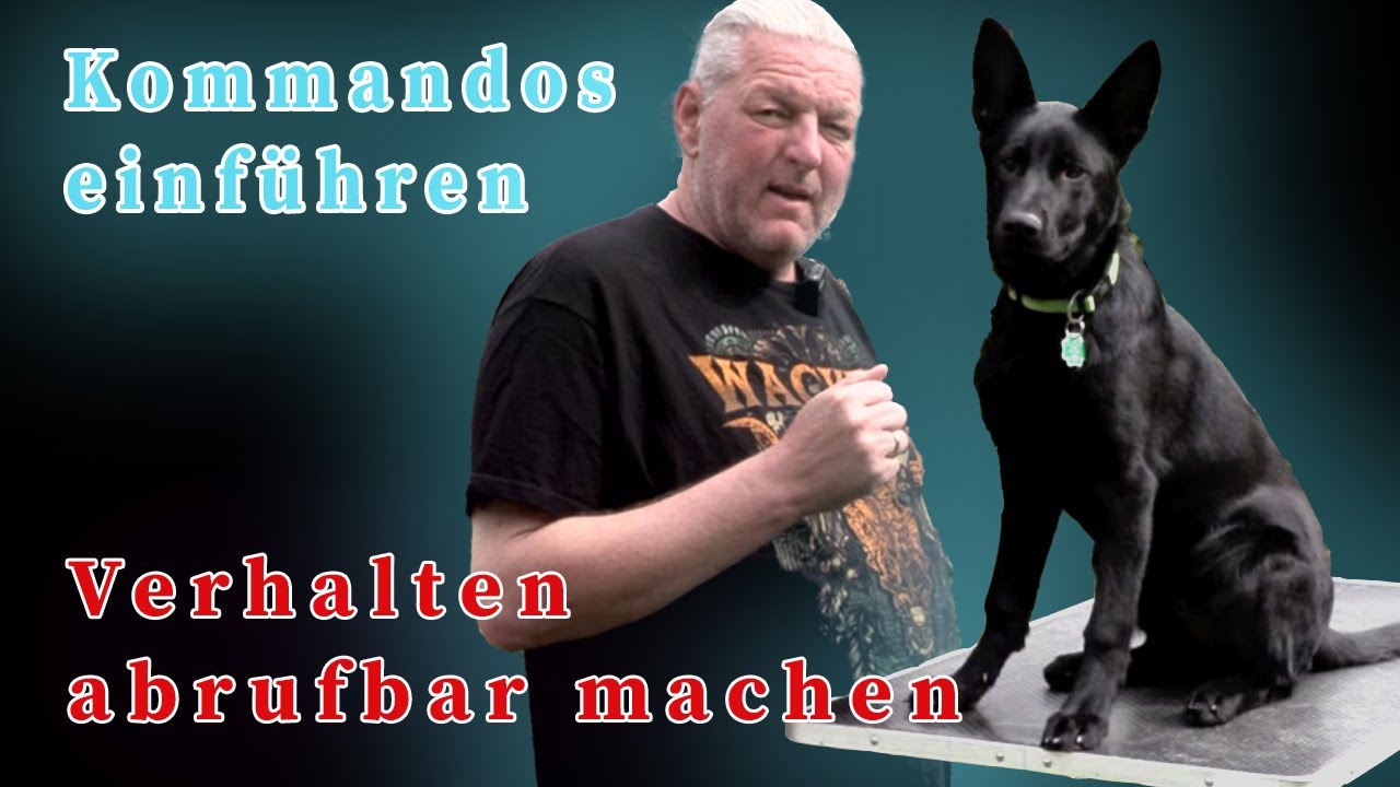 Hund Kommandos beibringen - Verhalten abrufbar machen