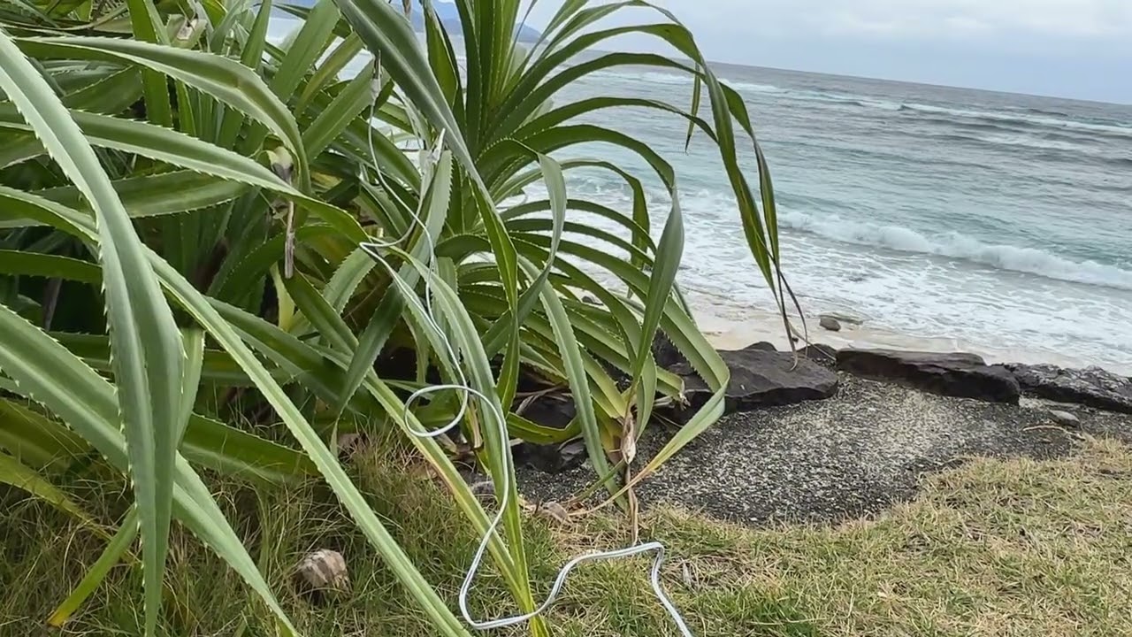 The sound of Pandanus