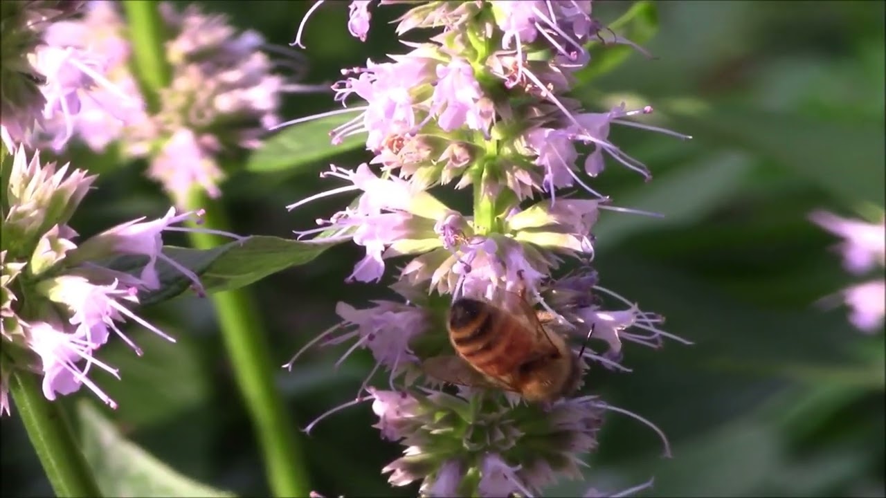 Agastache-Blue Fortune- Thriving Plant Thursday