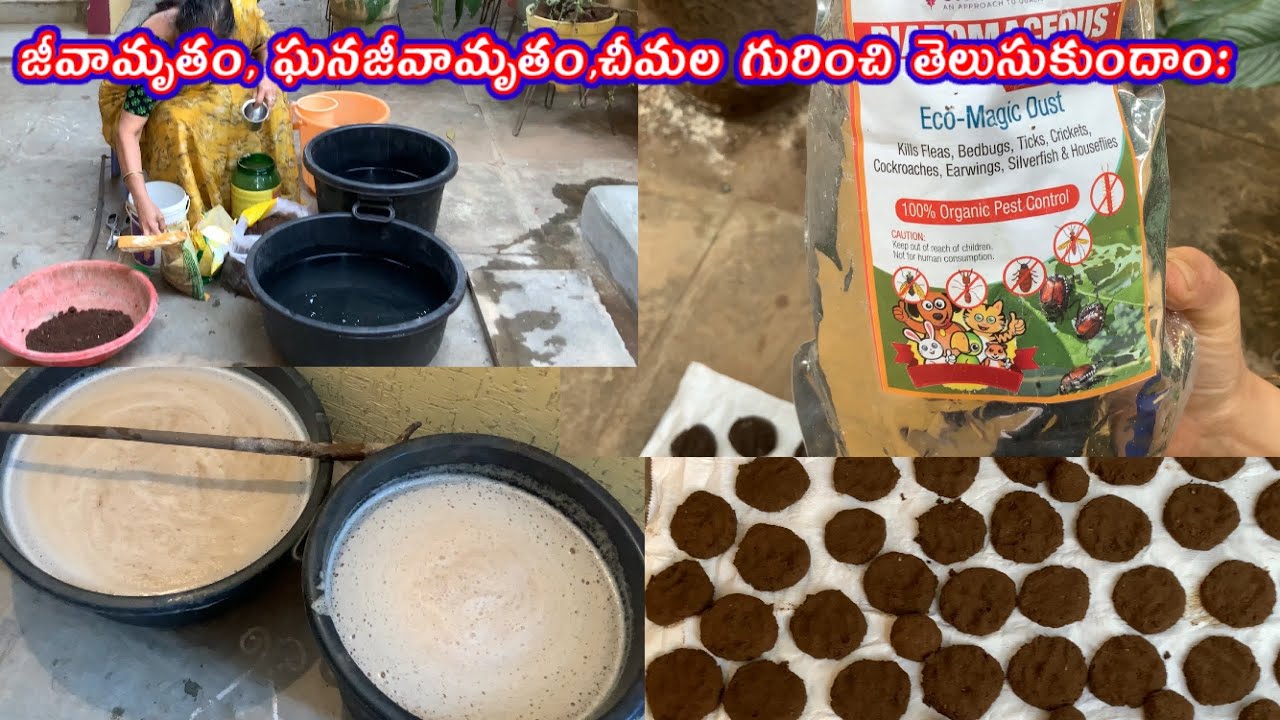 Jeevamrutham, Gana jeevamrutham preparation || Diatomaceous Earth Powder