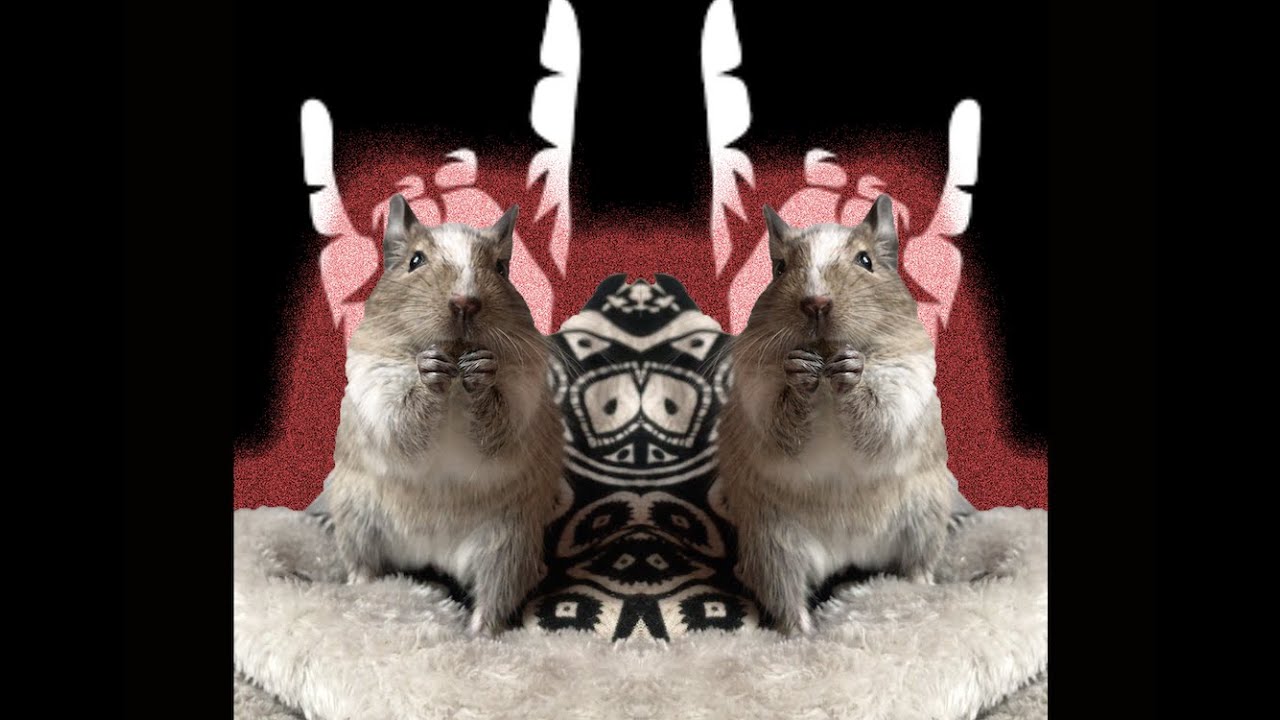 Pet Degu eating food to rock music