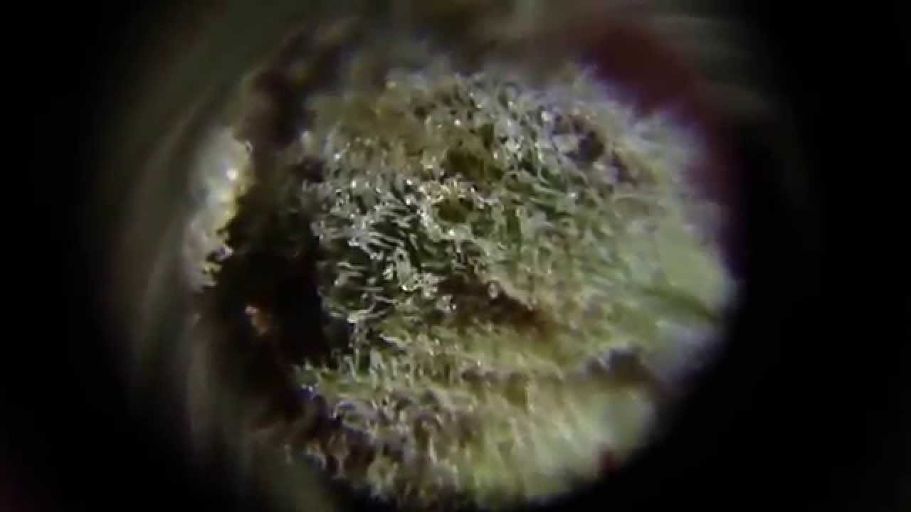 Pink Kush Trichomes Extreme Close UP!! HD 1080P