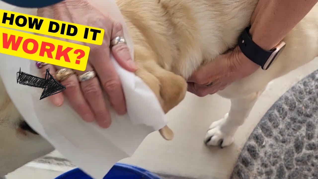 Отзыв о влажных салфетках для собак и домашних животных Pawsono от Pippi Likes: большие упаковки,...
