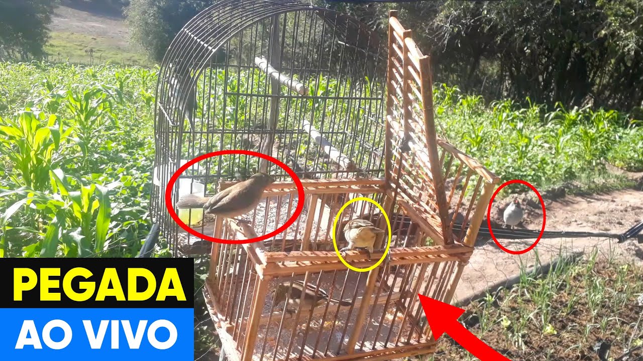 PEGANDO PAPA CAPIM NO AL&Ccedil;AP&Atilde;O AO VIVO