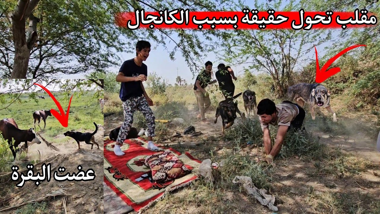 فلوك صباحي _ طلعنا الكلب الكانجال ولوسي _ سويت أقوى مقلب بصديقي!! طبخنا آحلى اكل 🔥😍