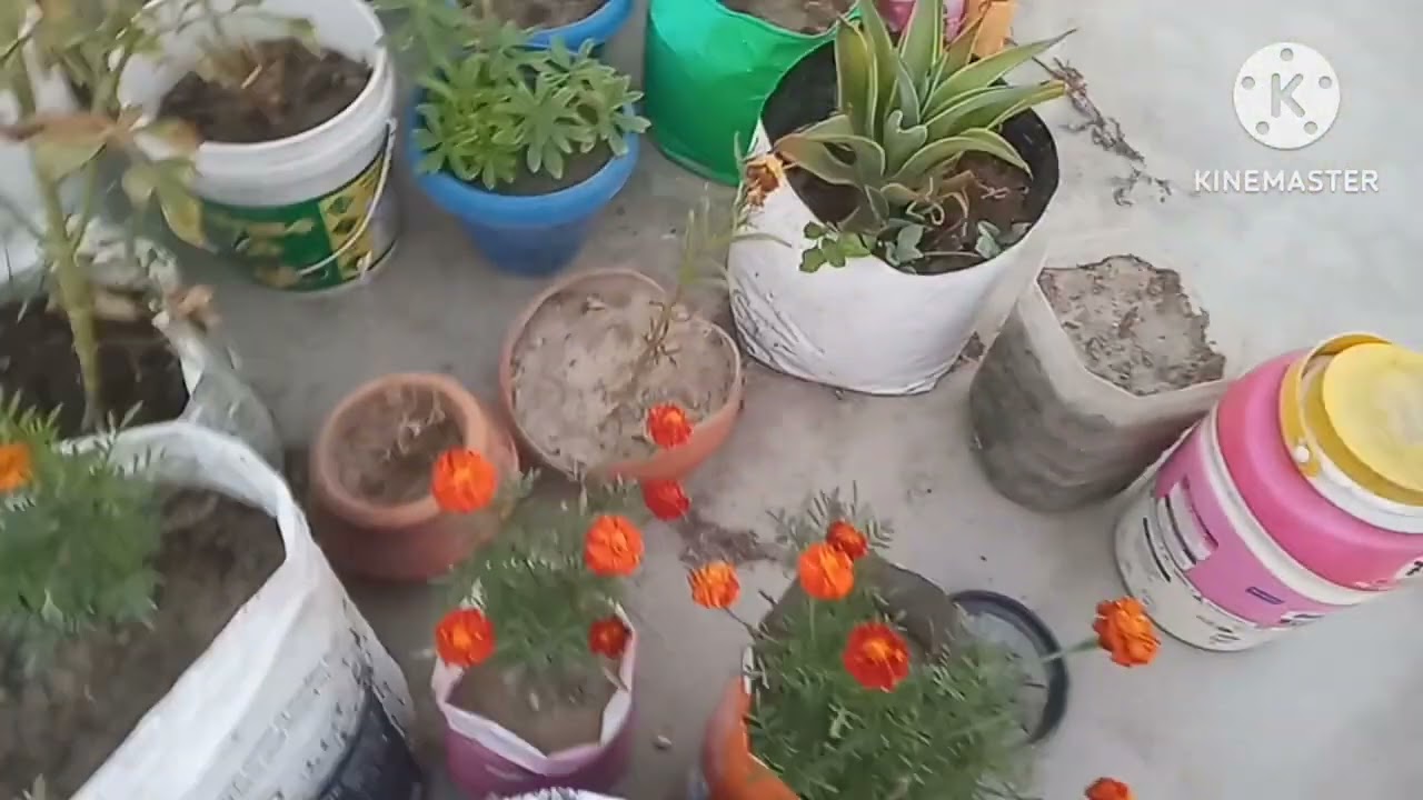 कबाड़ में जुगाड़ औरखिल रहे हैं सुंदर-सुंदर फूल#gardening#kitchengarden#flowers #getmyharvest#plants