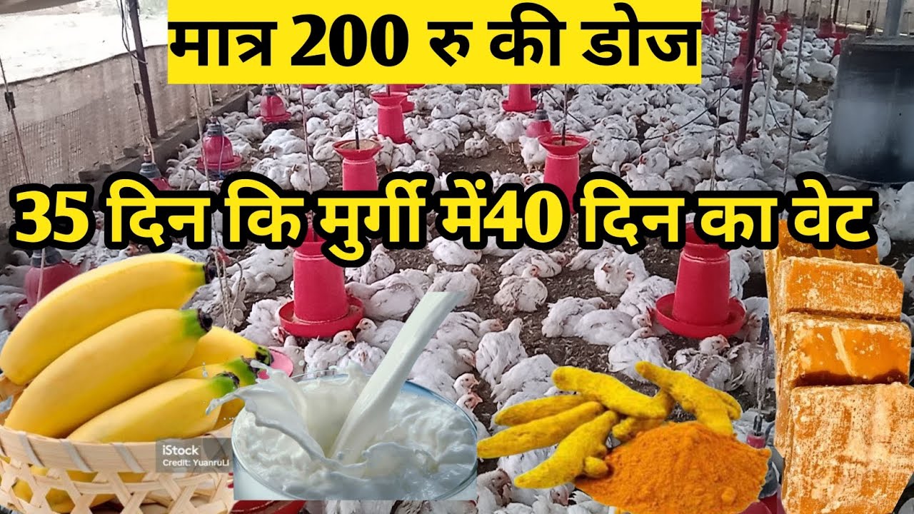 #मुर्गी का बोडी वेट 35 दिन में 40 दिन का लाया