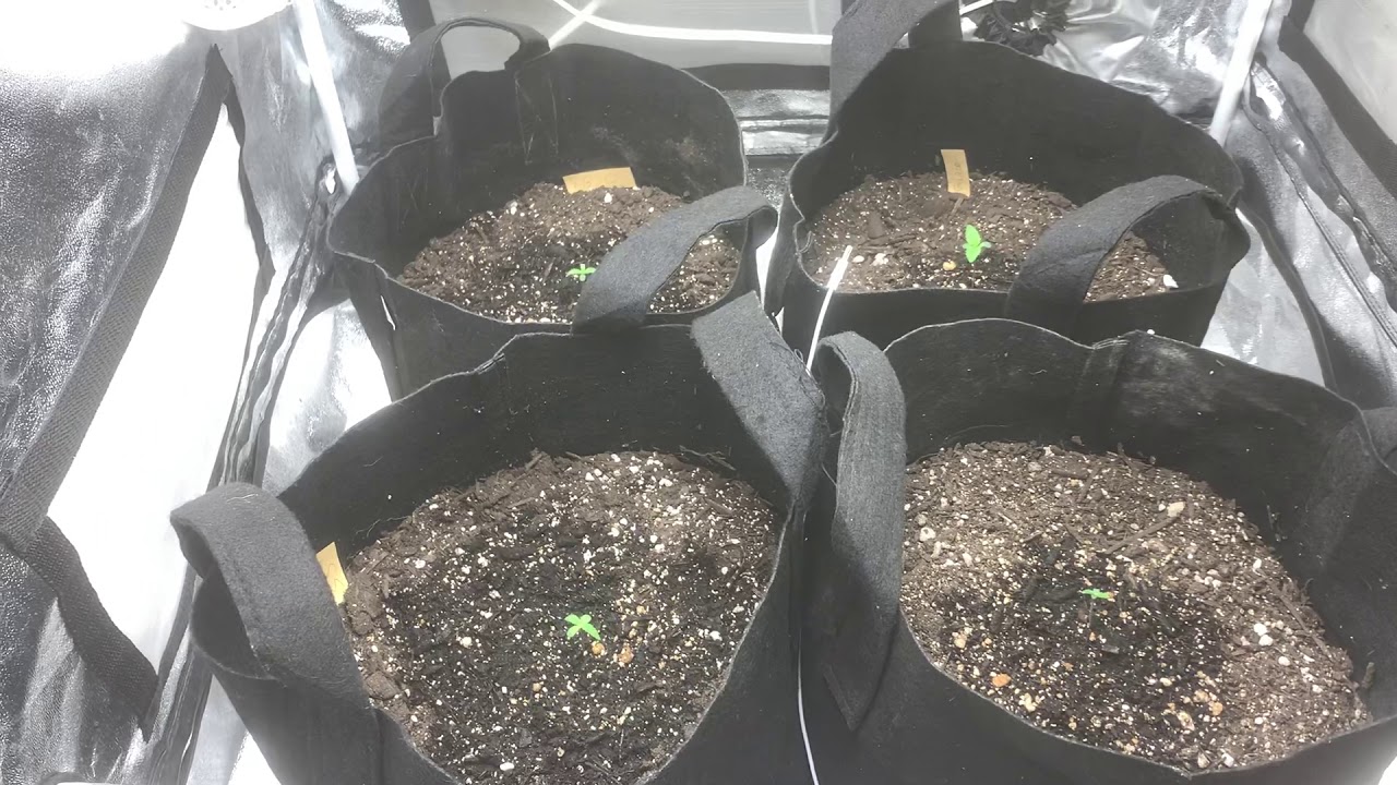 Cultivo indoor 80x80&ndash; semana 1. Ser&aacute; o ph??