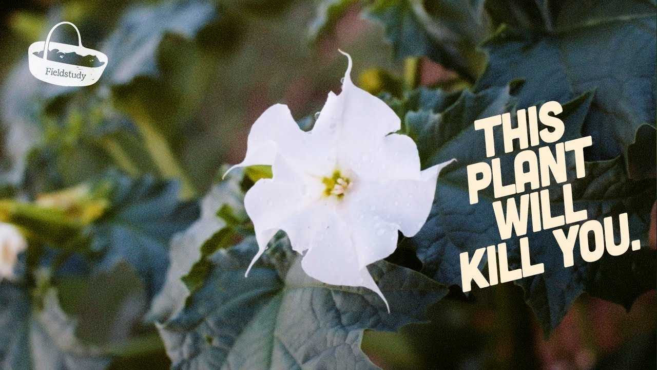 Thornapple in the UK: Identifying Datura stramonium 💀 (Deadly Poisonous Plant Warning)