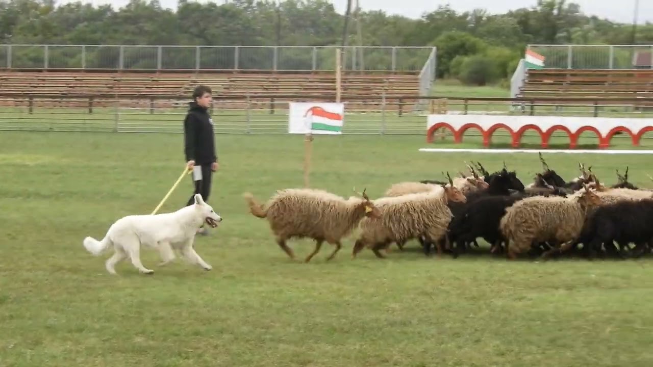 I.FCI TS Herding European Championship 2023 Matej Mikulas Píse, Czech Republic