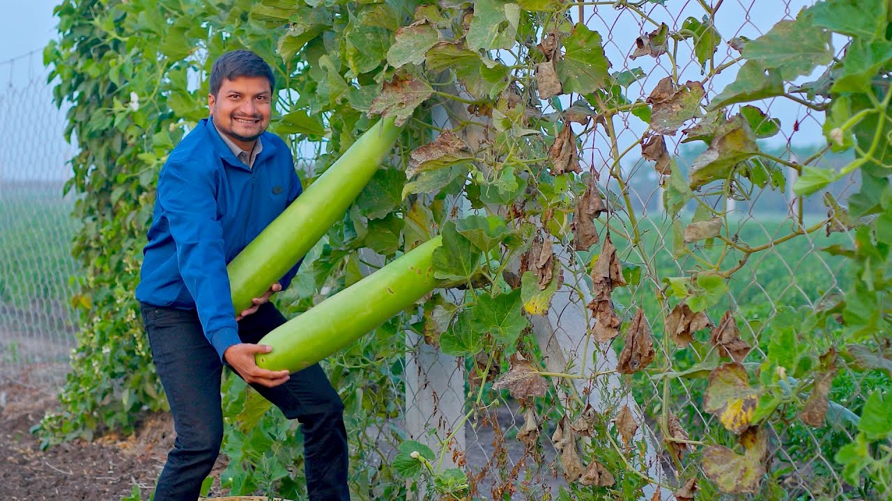દૂધી મગ નું એક નવુજ શાક નિકુંજ વસોયા દ્વારા | Dudhi Mag Nu Shaak