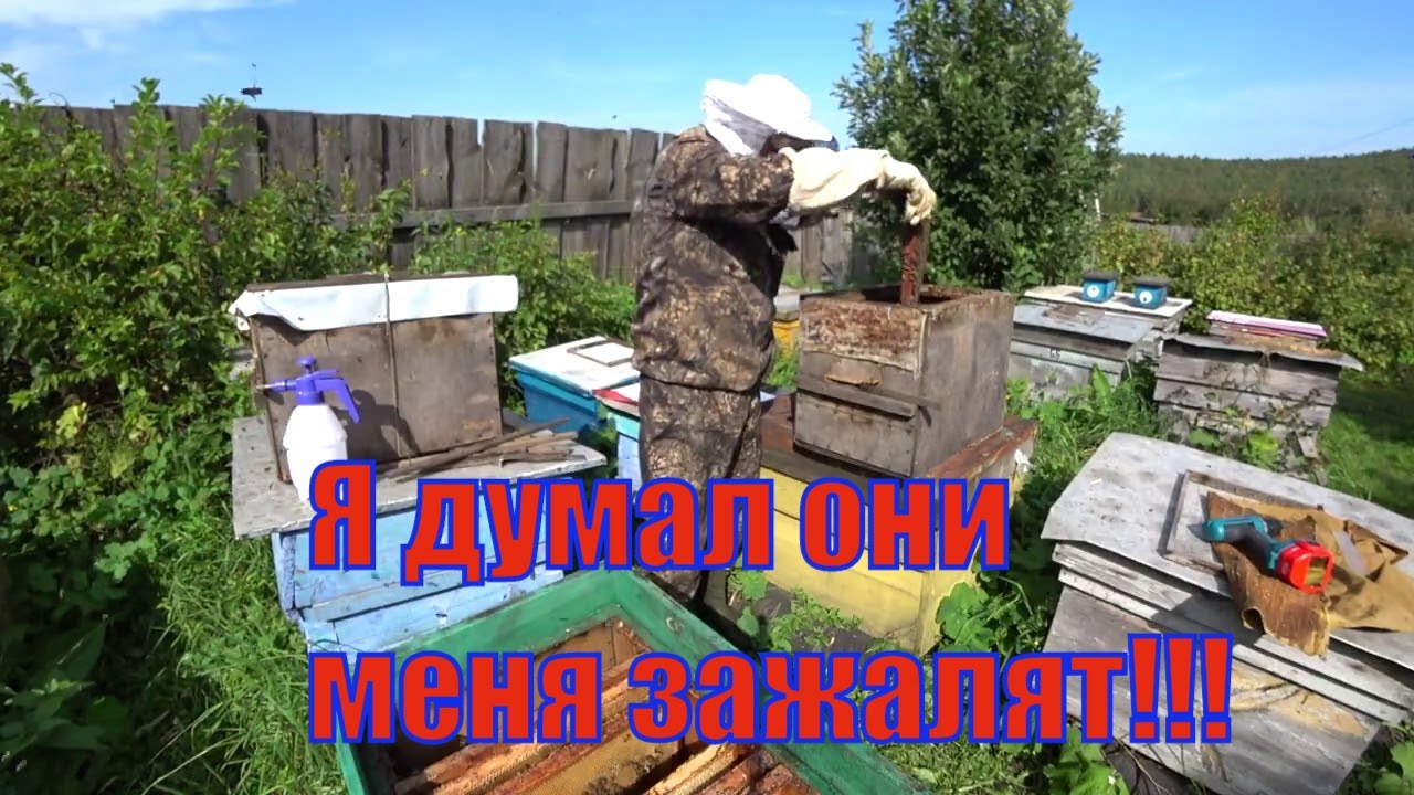 ОБЪЕДИНЕНИЕ ДВУХ ПОЗДНИХ ДИКИХ РОЁВ В ОДИН УЛЕЙ, ПЛЕСНУЛ СТО ГРАММ