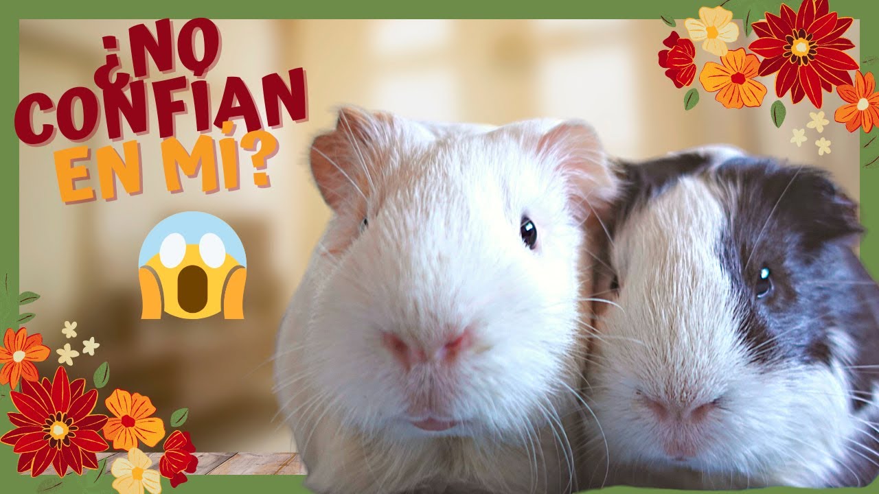 🐹 ¿Cómo me estoy ganando la confianza de mis COBAYAS? 🧡 1 AÑO con EIRA y ELVIA 🎂