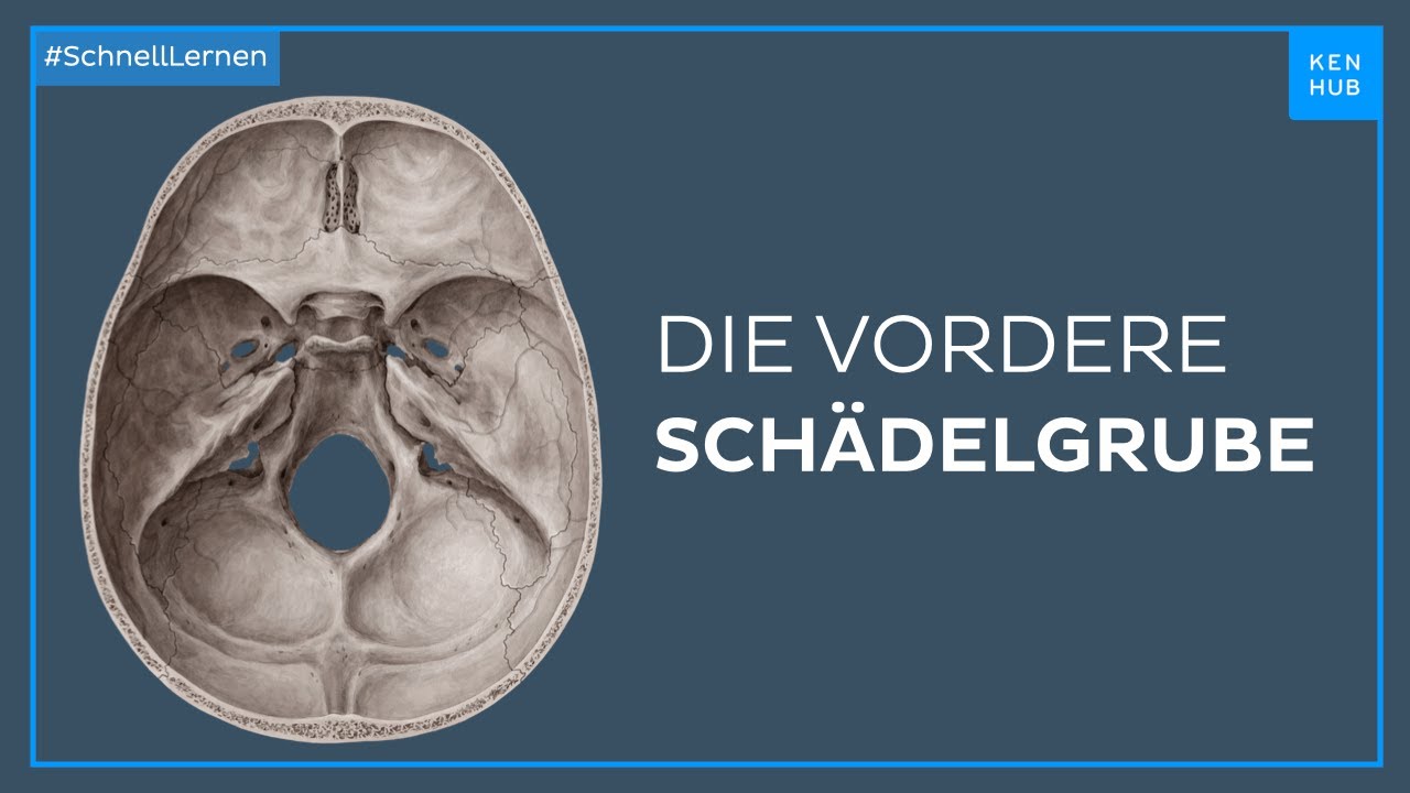 Vordere Schädelgrube - Anatomie einfach erklärt | Kenhub