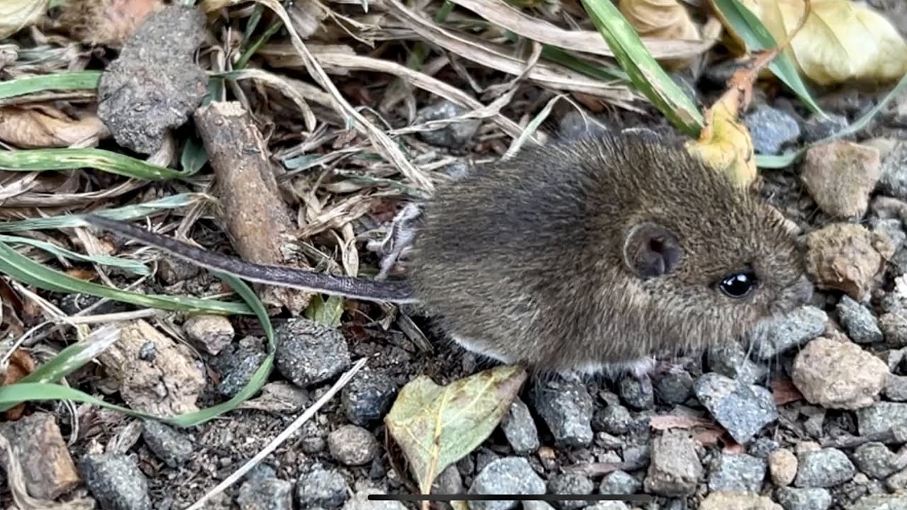 Wild Field Mouse - Tame But Speedy!