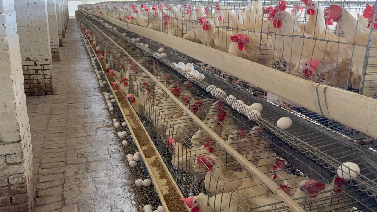 Collection Murgi Hen Harvesting Egg On Poultry Farming | part 77