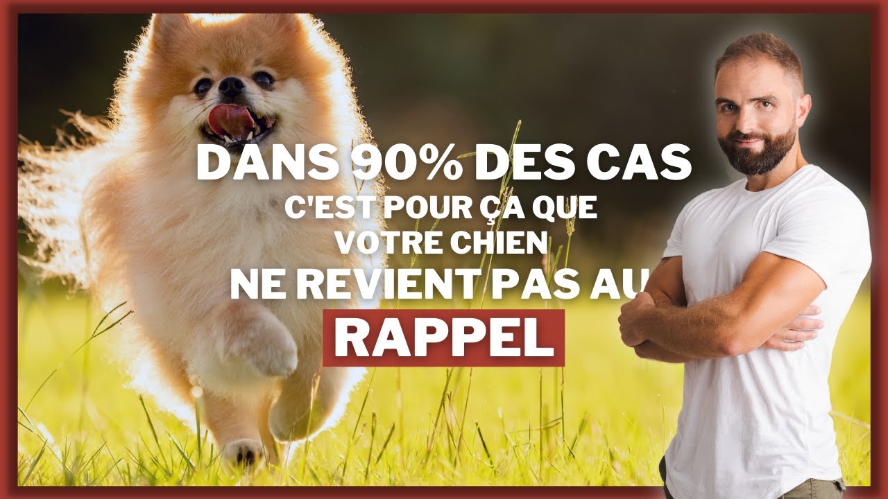 Dans 90% des cas c'est pour ça que votre chien ne revient pas au rappel