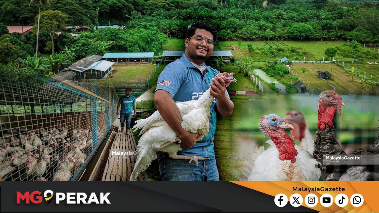 MGPerak: Graduan USA Ternak Ayam Belanda, Bumiputera Pertama Tembus Pasar Raya