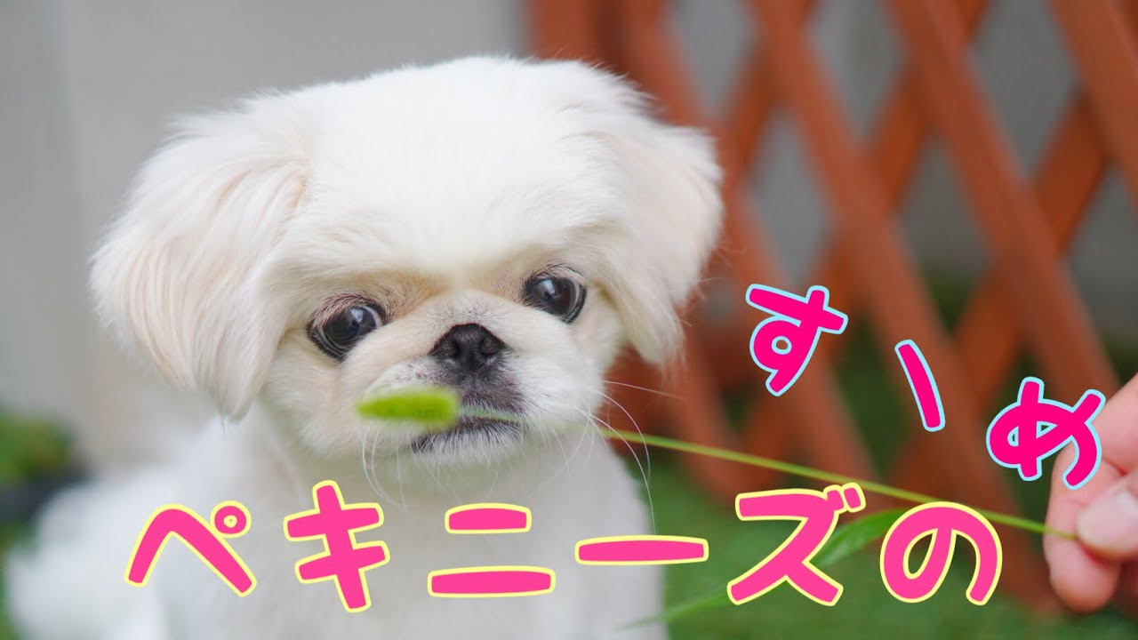 ペキニーズを家族に迎える、ということ。