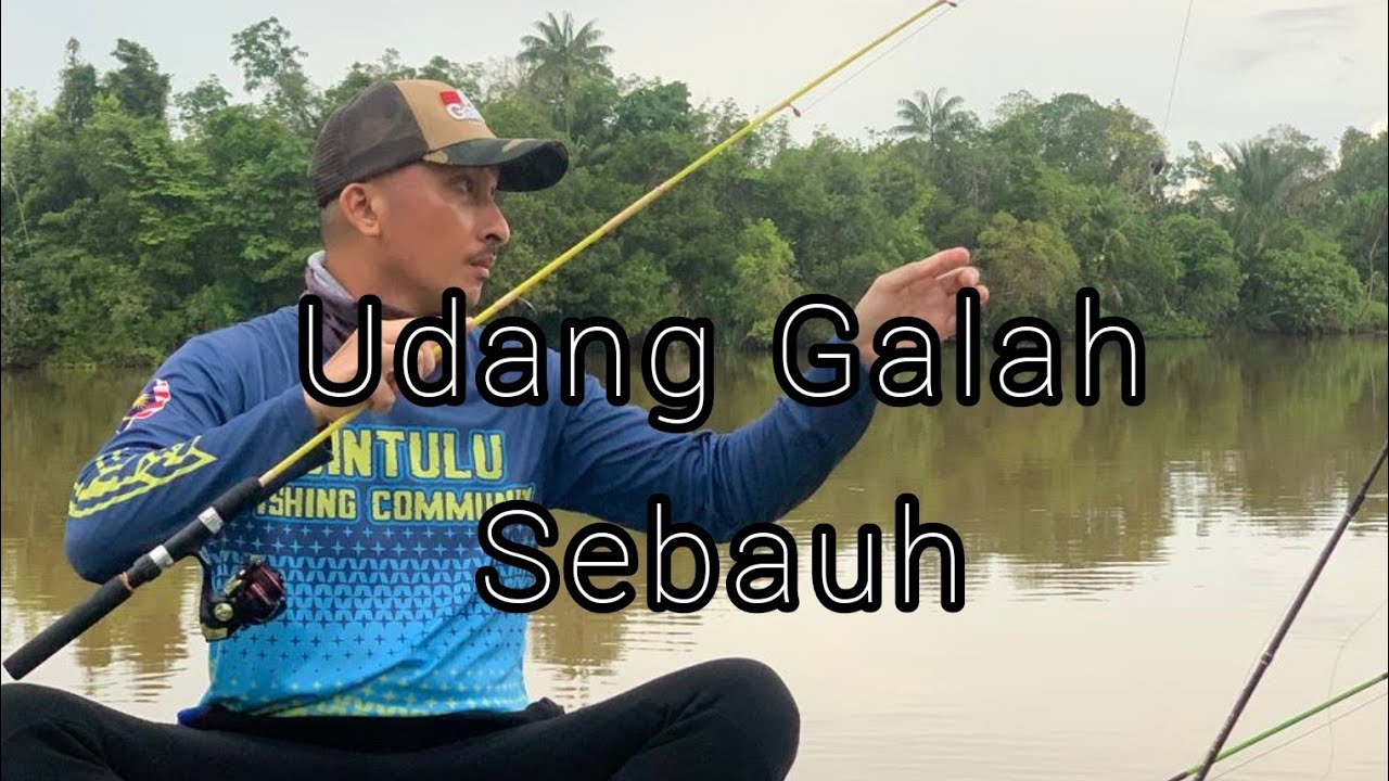MENJENGGO DI SEBAUH / UDANG GALAH BINTULU