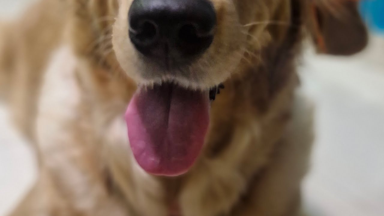 Maple is missing u all friends pls join 🙏