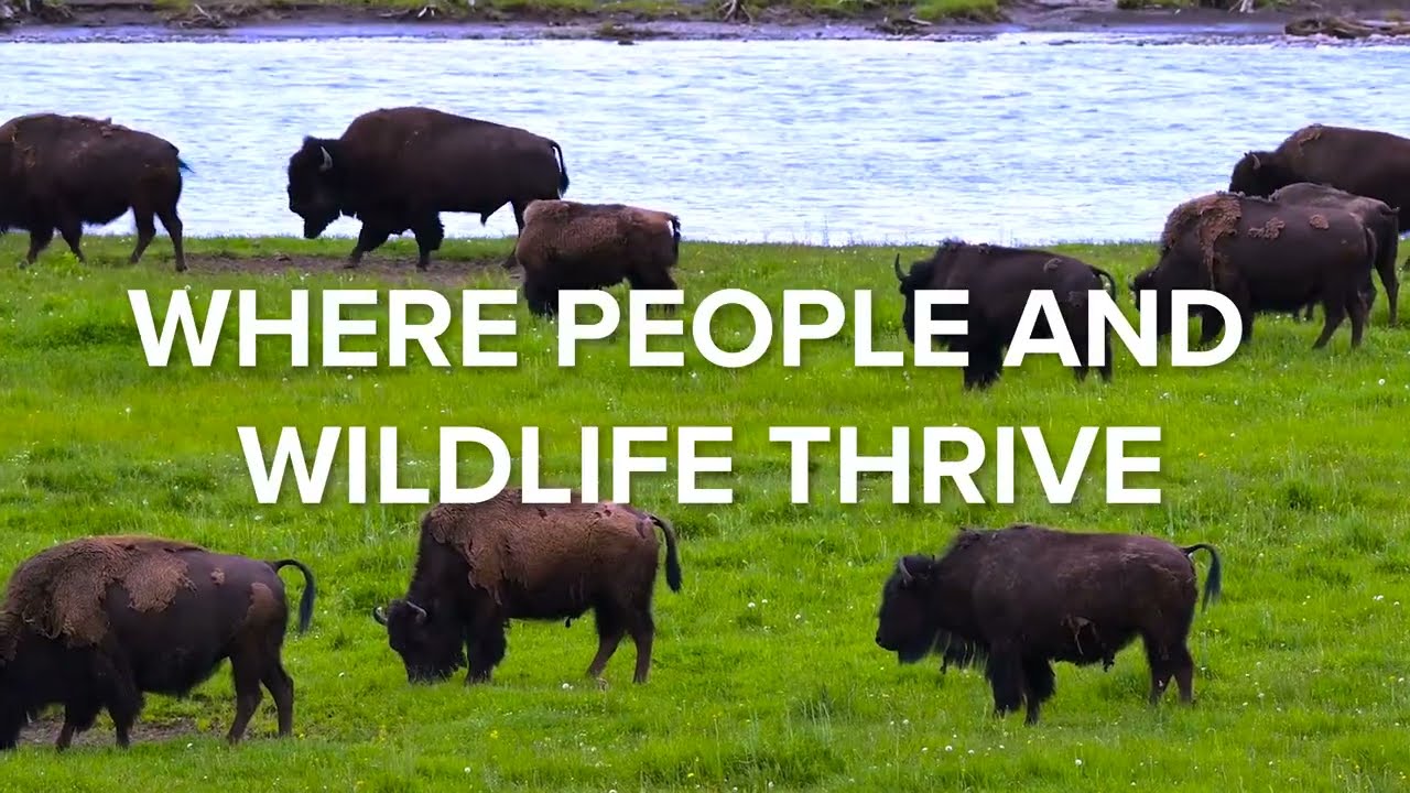 Preserving The Wild - Extended Version