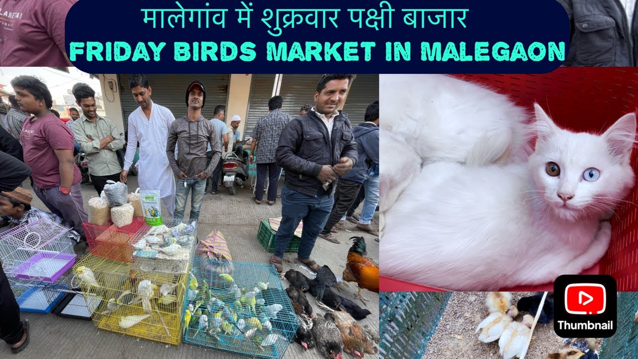 मालेगांव में शुक्रवार पक्षी बाजार // Friday Birds Market in Malegaon