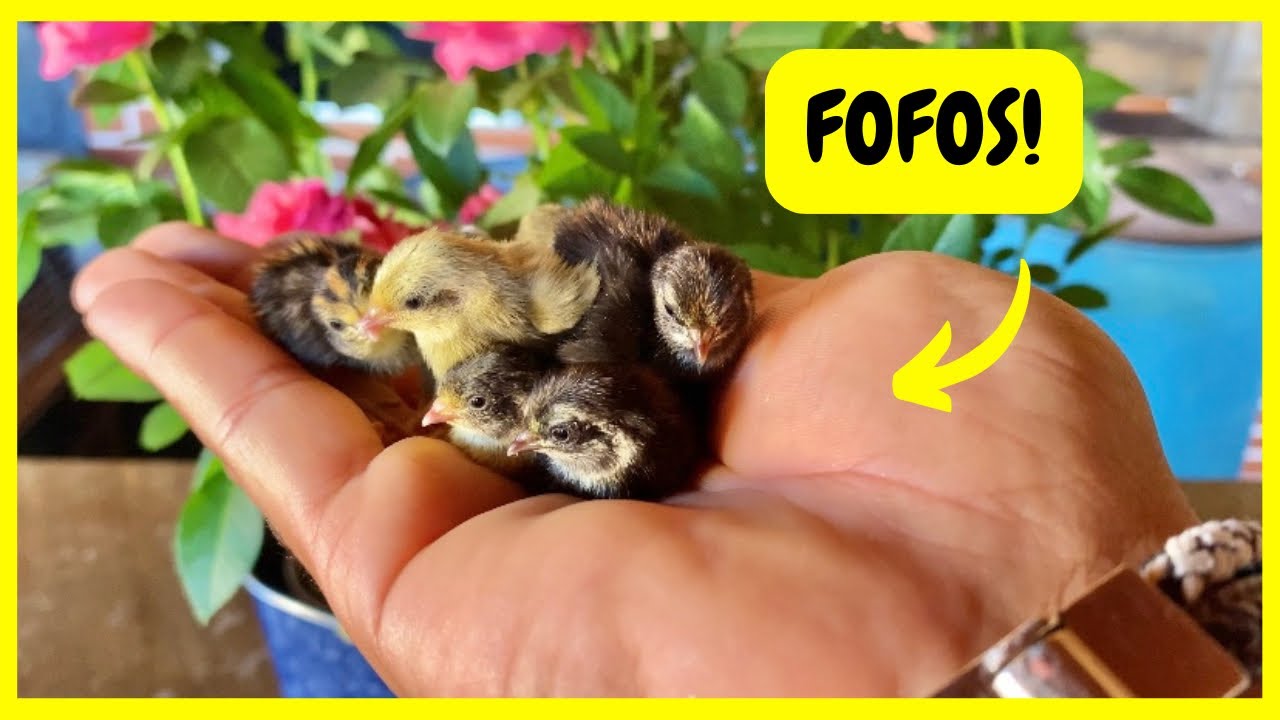 Nasceu Lindo e Pequenos Filhote de Codorna Chinesa | Gutejando 