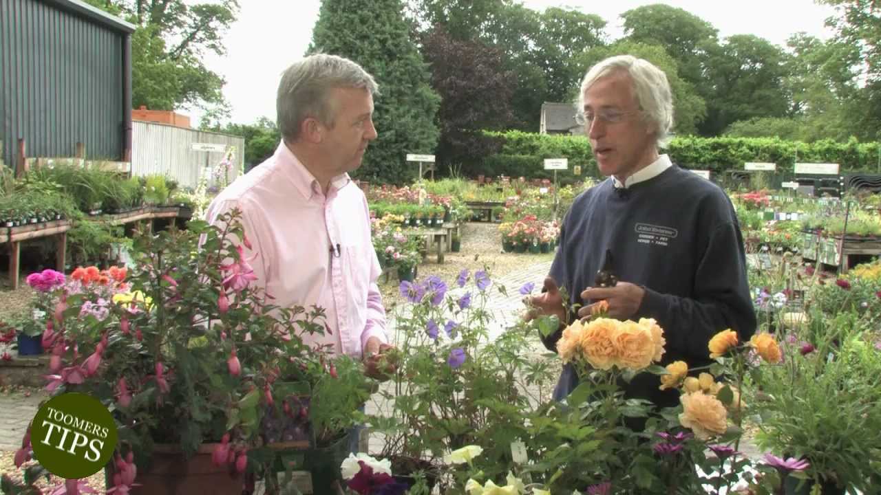 Toomers Tips - July Flowers (July 2012) - Toomers Garden Centre, Swindon