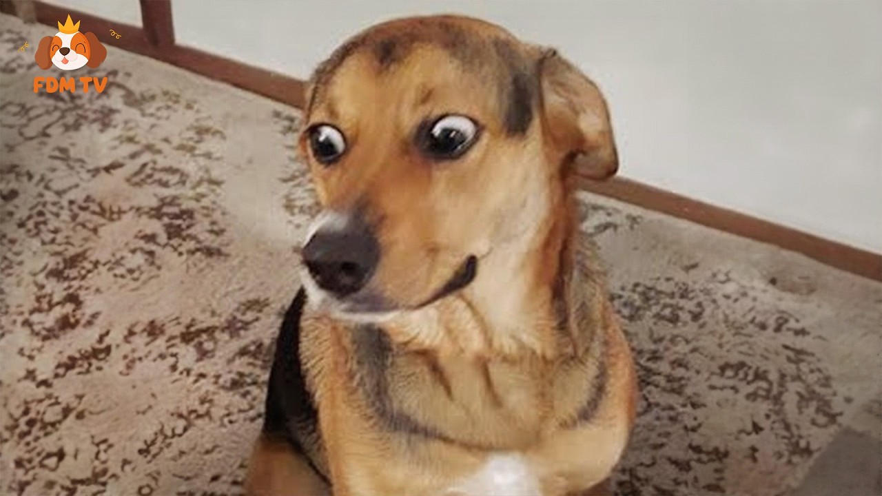 New FUNNY DOGS That Will Make You Die Laughing🤣🐶 Funny Dog Videos 2026 #1