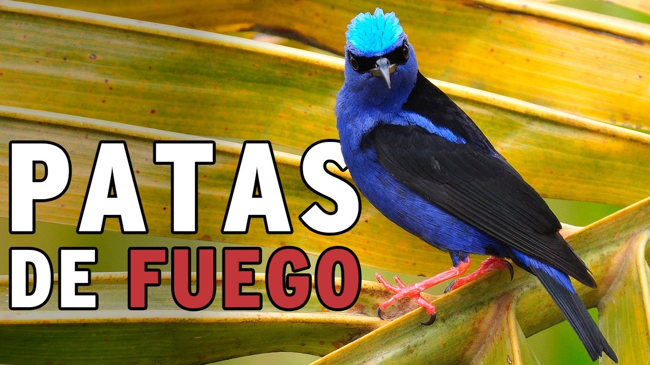 La vida secreta del Mielerito Patirrojo | Aves de Colombia en 4K