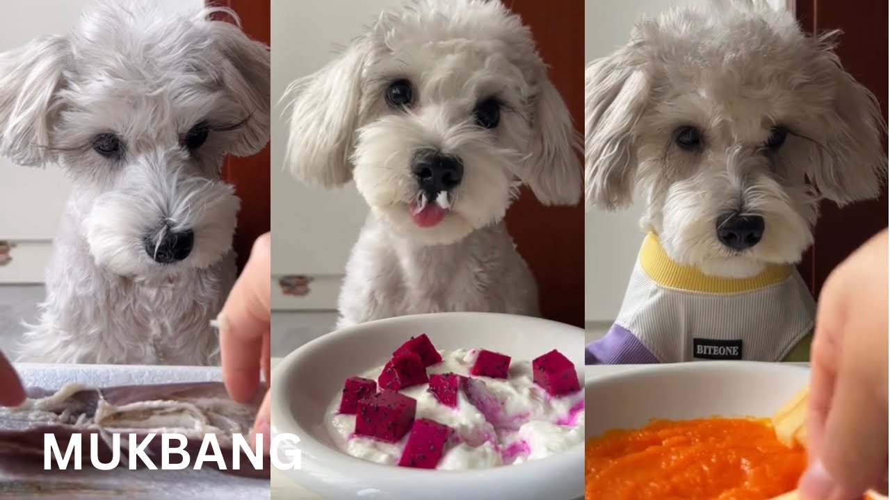 Cute Maltese Dog Mukbang Compilation | Fluffy Eating So Deliciously (Relaxing Dog Eating Sounds)