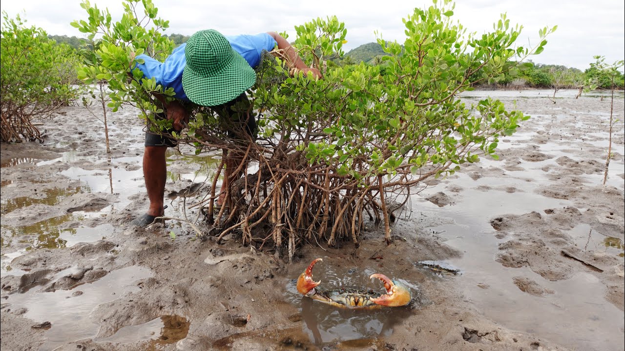 Hidden in the Sea Swamp! Catching Huge Mud Crabs After Low Tide