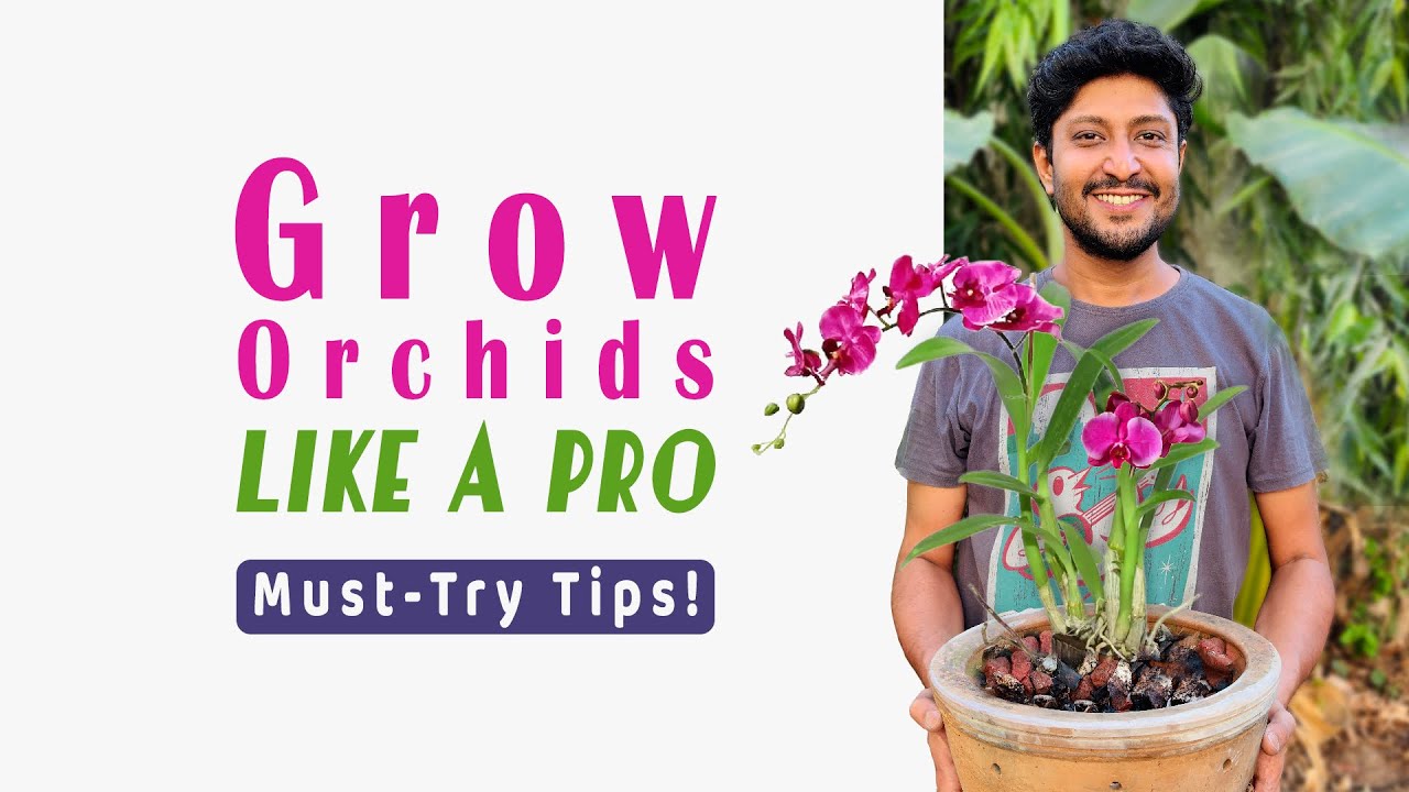 Orchids for Beginners: Best Pot & Potting Mix | ऑर्किड कैसे उगाएं।  सबसे अच्छा पॉटिंग मिक्स