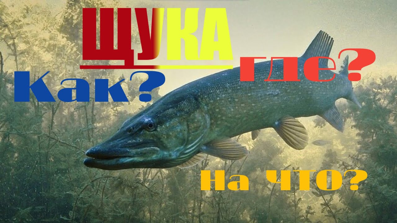 ЩУКА! ГДЕ ИСКАТЬ! КАК ЛОВИТЬ? НА ЧТО БЕРЁТ? Ловля щуки на спиннинг.Места обитания щуки. Виброхвосты.