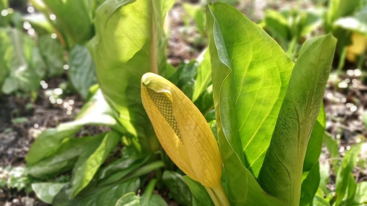 Skunk Cabbage (invasive species) - #BlairvadachBytes