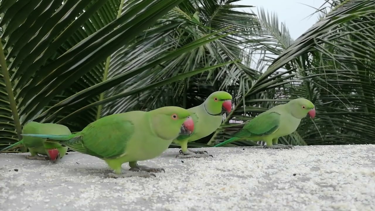GreenParakeet Feeding - Day 37