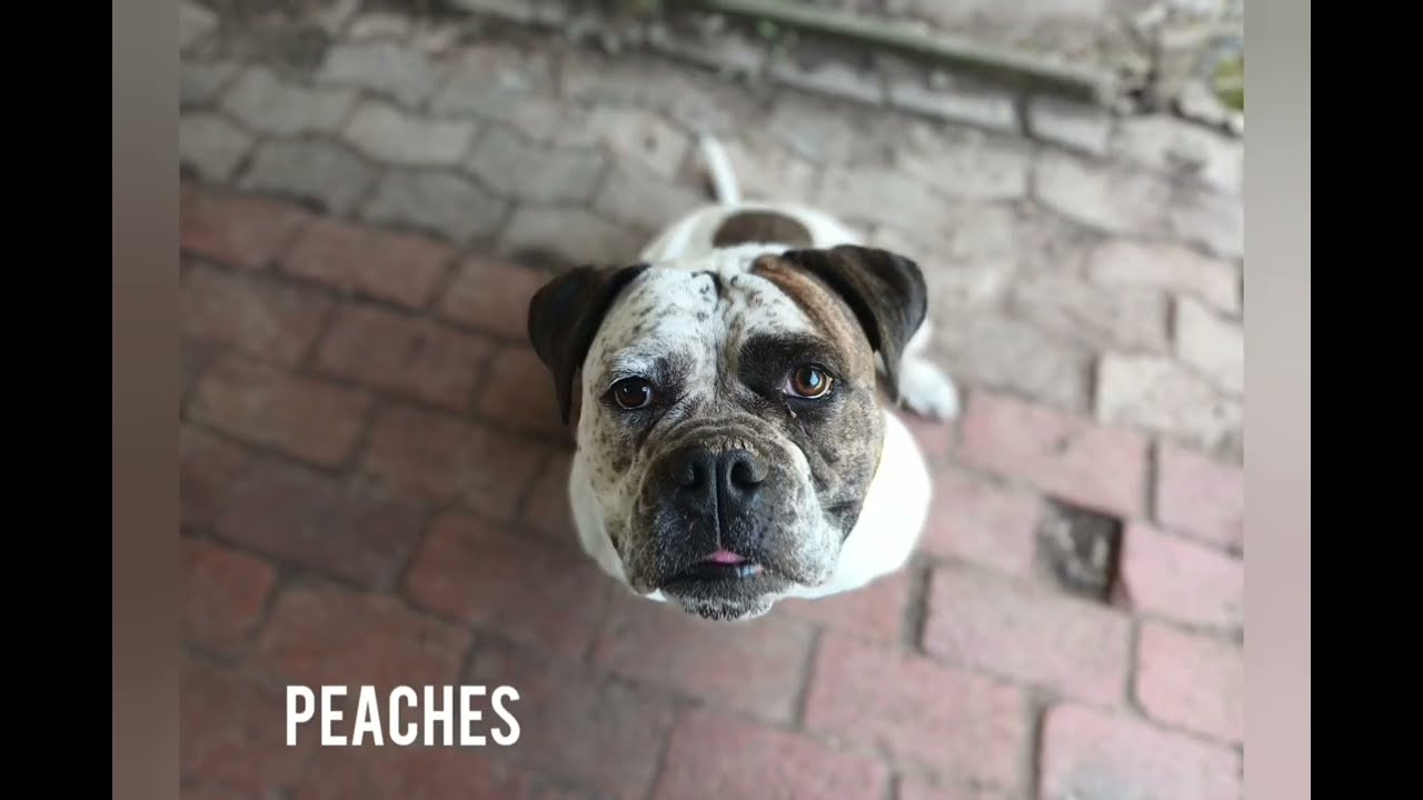 Hunde des Tierschutzhofes Dickel