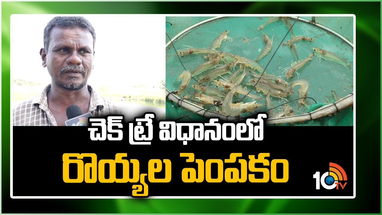 చెక్ ‏ట్రే విధానంలో  రొయ్యల పెంపకం | Prawn Cultivation Profits  | Check Tray Method | 10TV News