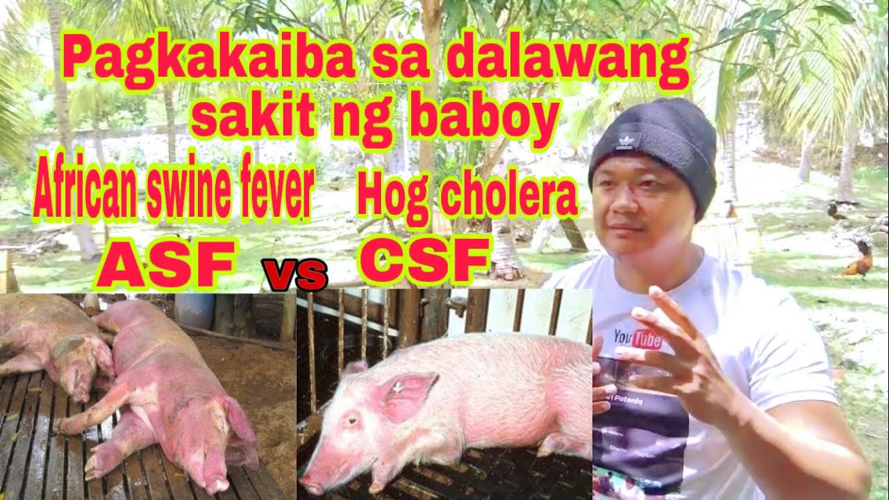 ASF o African Swine Fever at Hog Cholera o Classic Swnie Fever anong pagkakaiba nila | Ryan Patenio