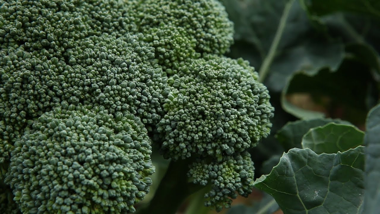 Hoe teel je zelf zaad van bloemkool en broccoli?