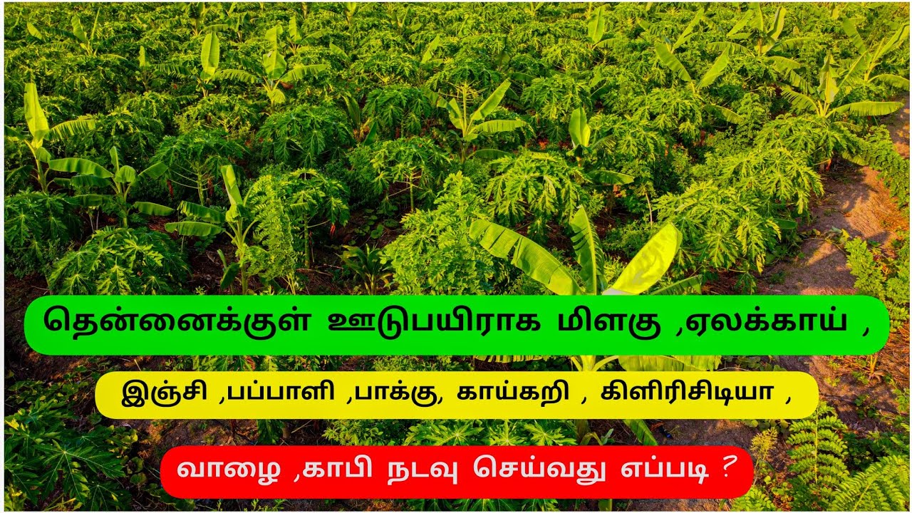 5 layer farming layout in tamil | 5 அடுக்கு இயற்கை விவசாயம் | pv naturals | SR Iyarkai thottam