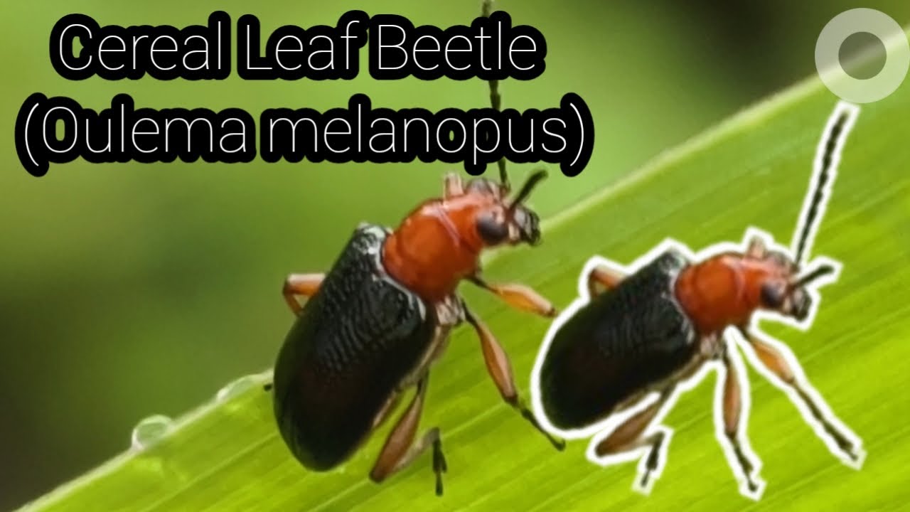 Cereal Leaf Beetle (Oulema melanopus)