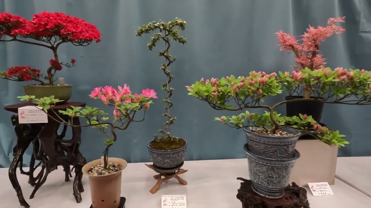 39th Annual Chinese Bonsai Show in Vancouver, Canada
